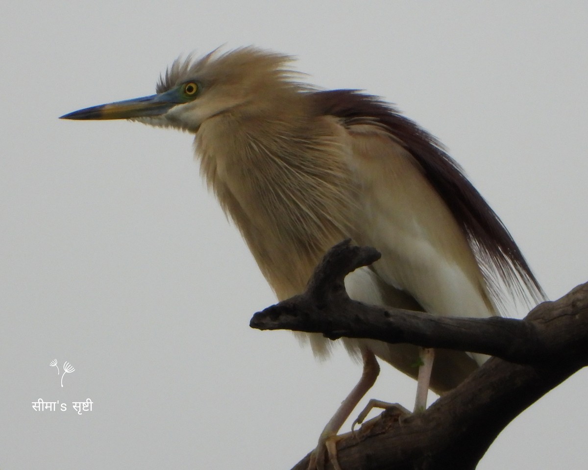 Indian Pond-Heron - ML620370701