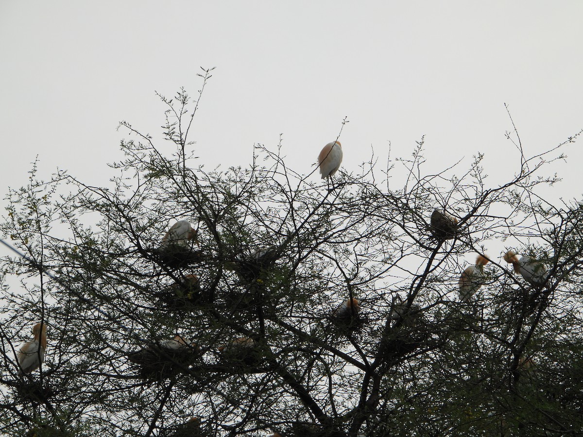 Indian Pond-Heron - ML620370702