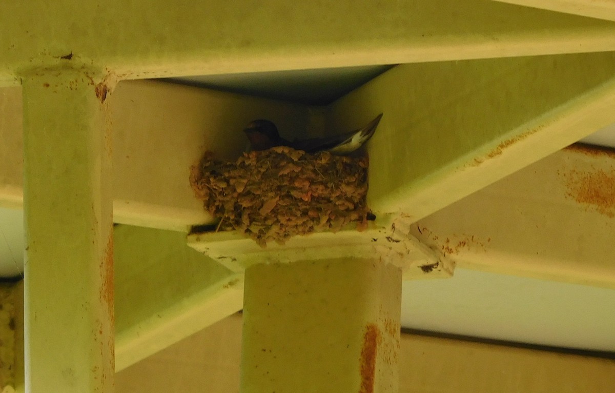 Barn Swallow - ML62037071