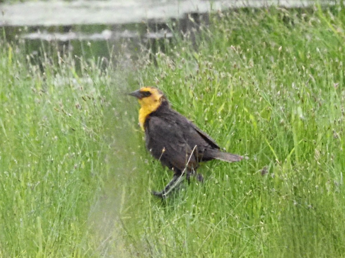 Yellow-headed Blackbird - ML620370720