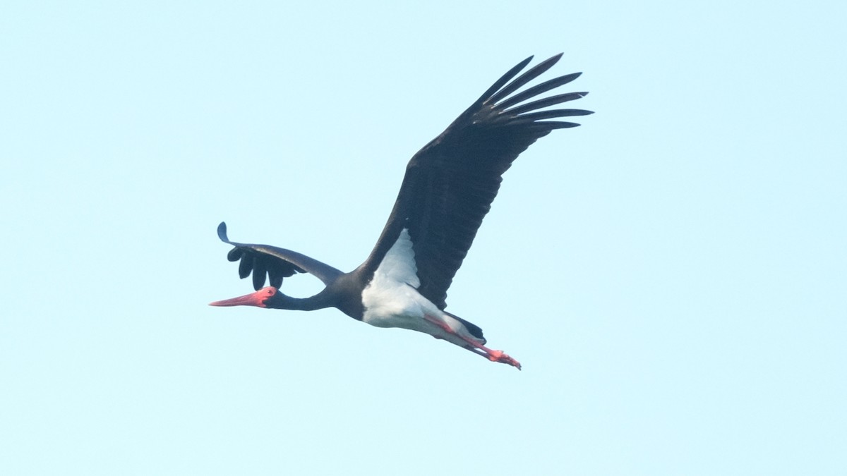 Black Stork - ML620370749