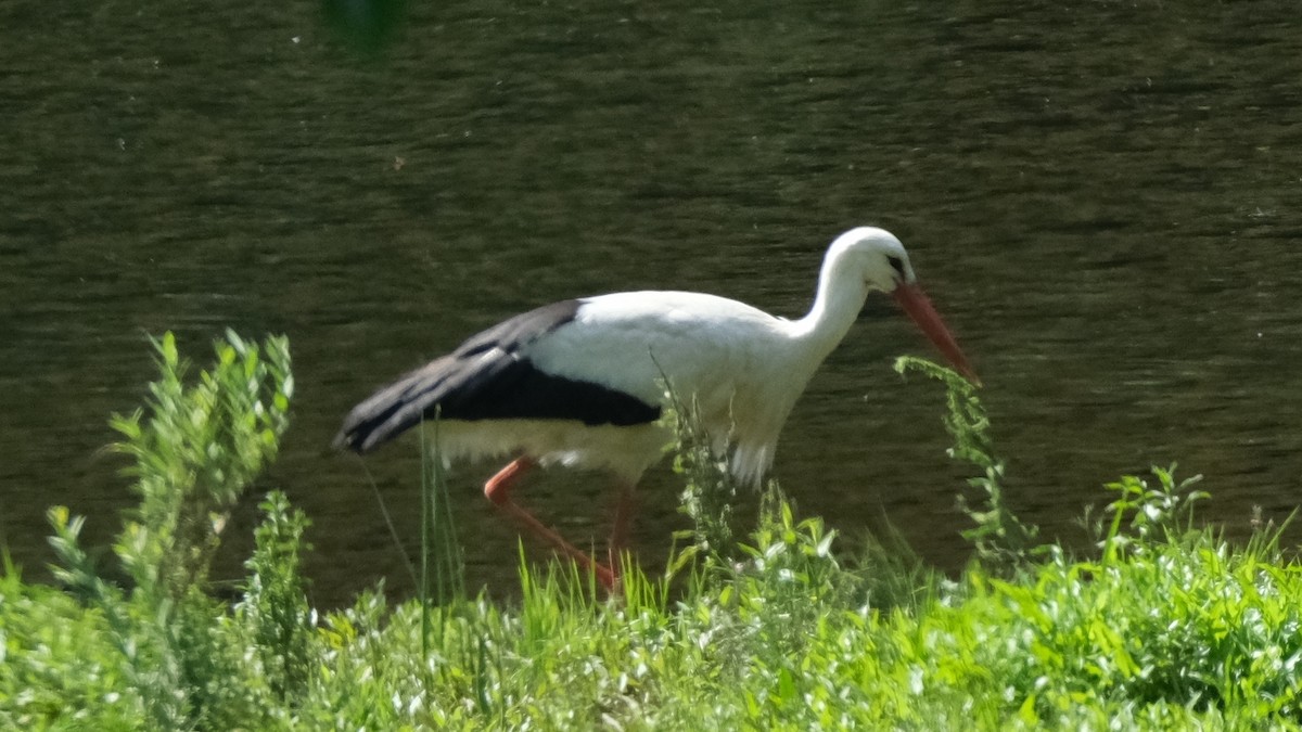 White Stork - ML620370750