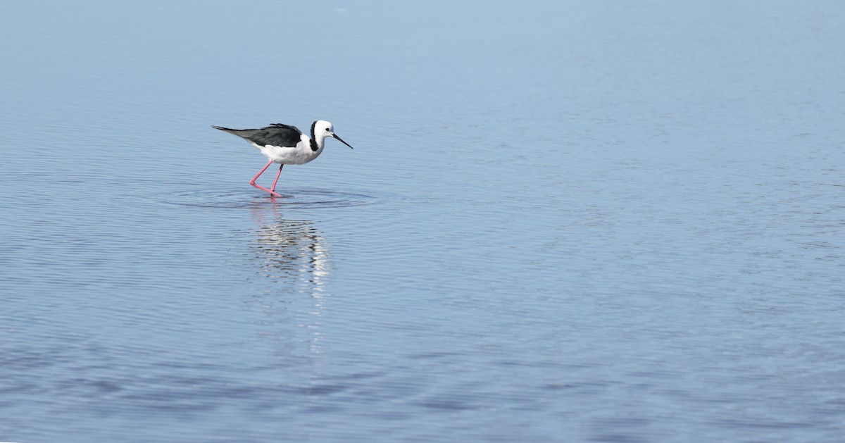 Pied Stilt - ML620370769