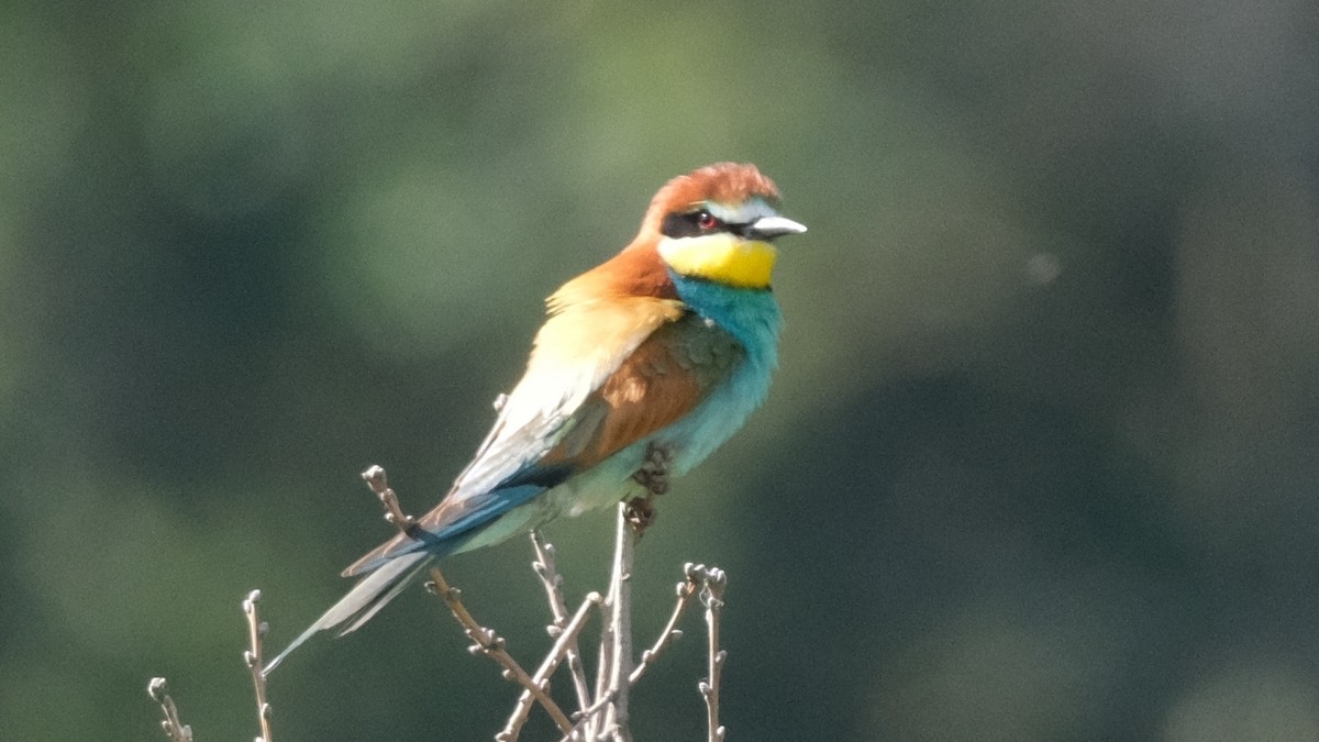 European Bee-eater - ML620370780