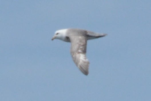 Northern Fulmar - ML620370783