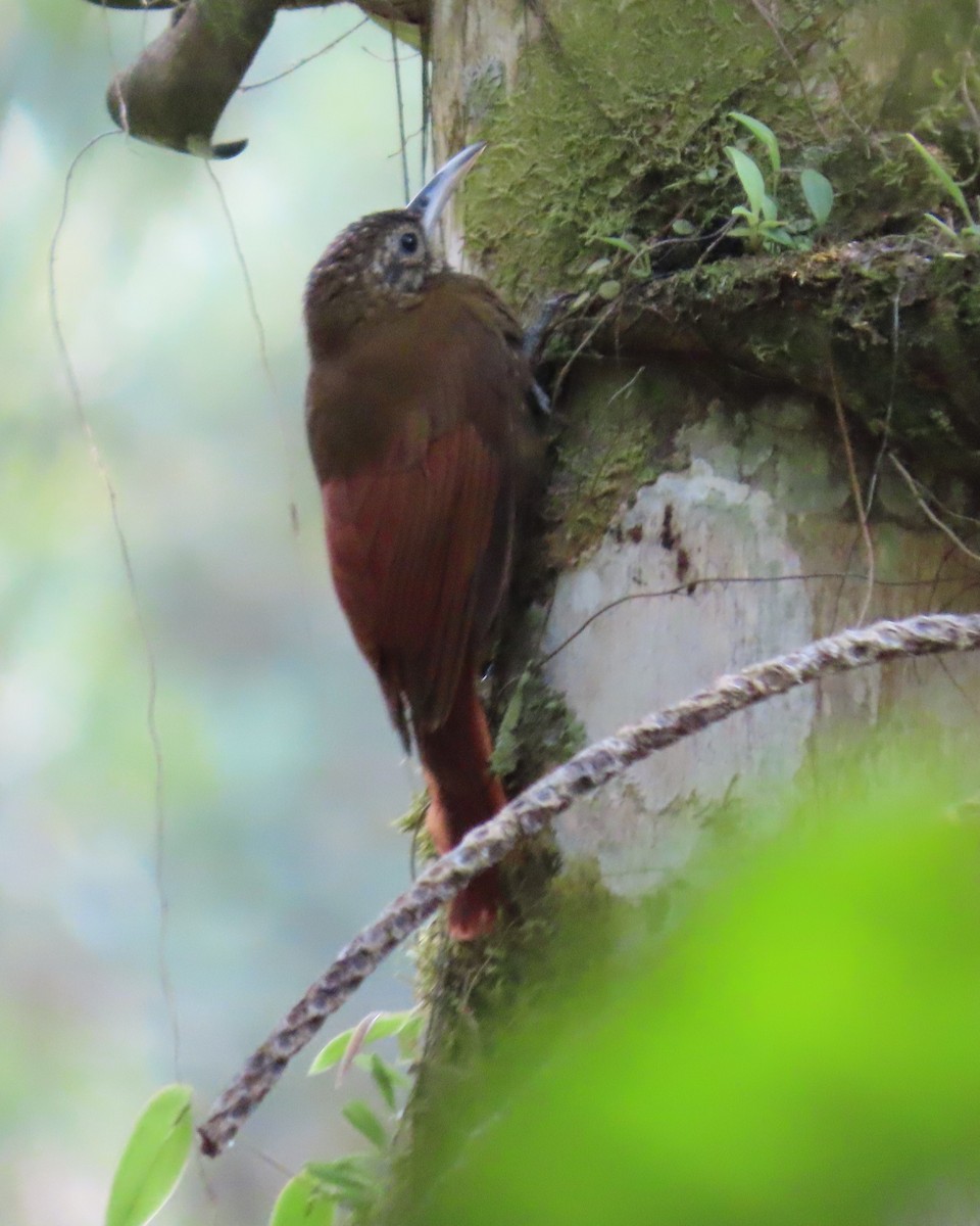 Olive-backed Woodcreeper - ML620370786