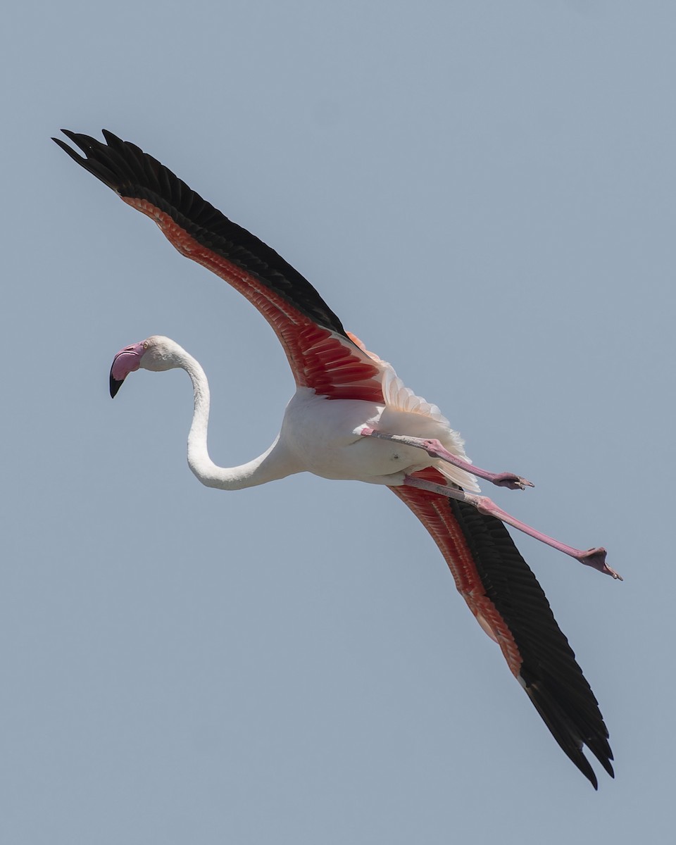 Greater Flamingo - ML620370824