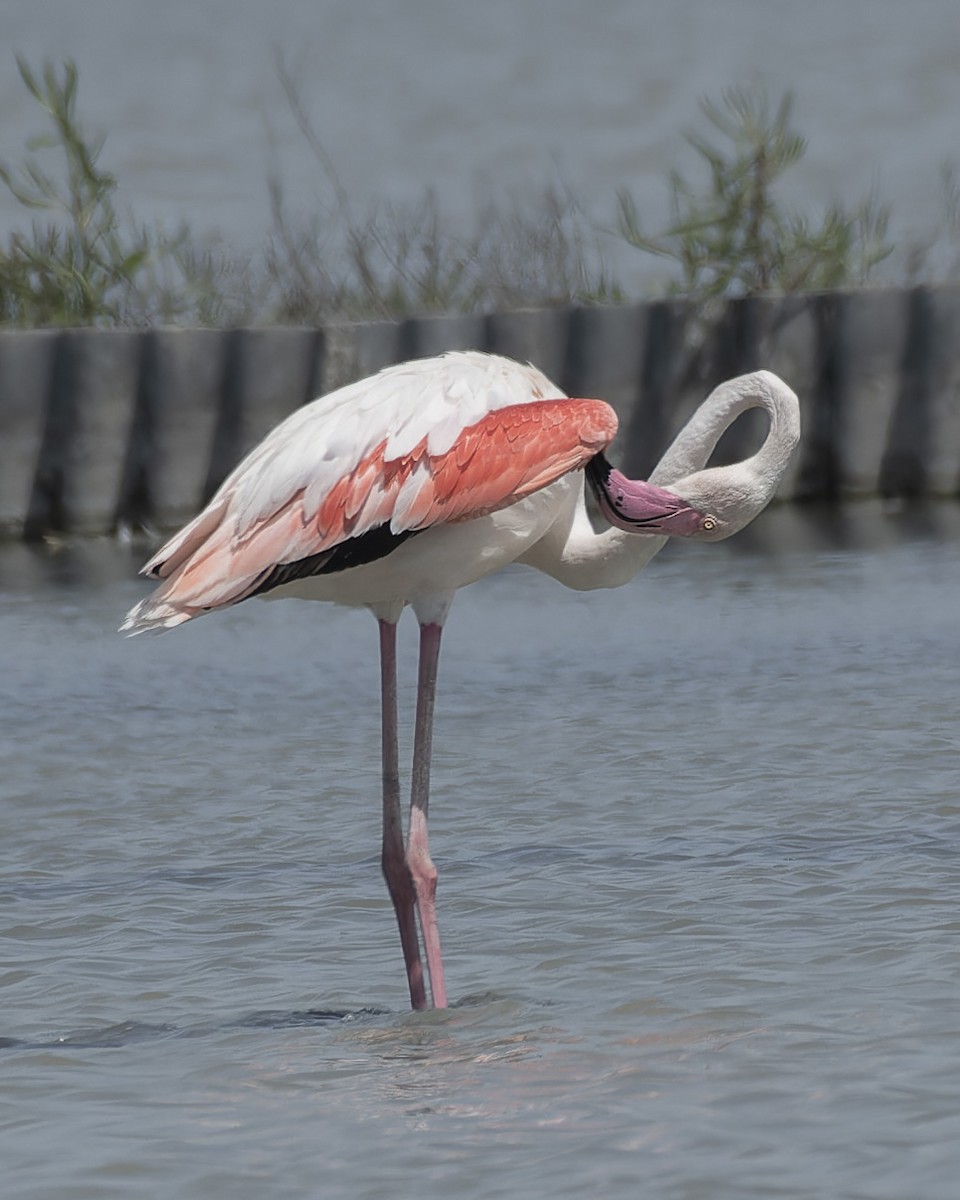 Greater Flamingo - ML620370828