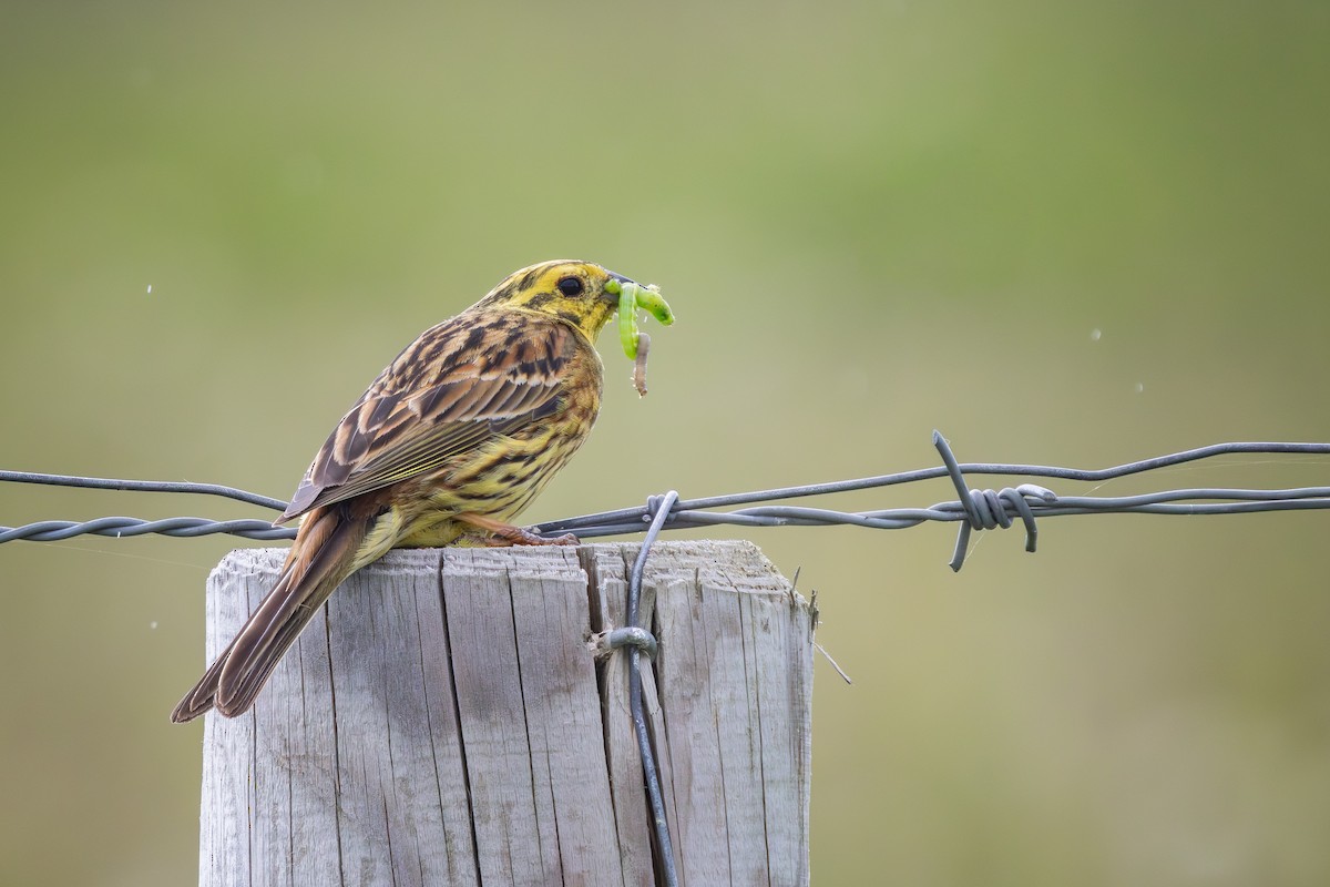 Алтан хөмрөг - ML620370846