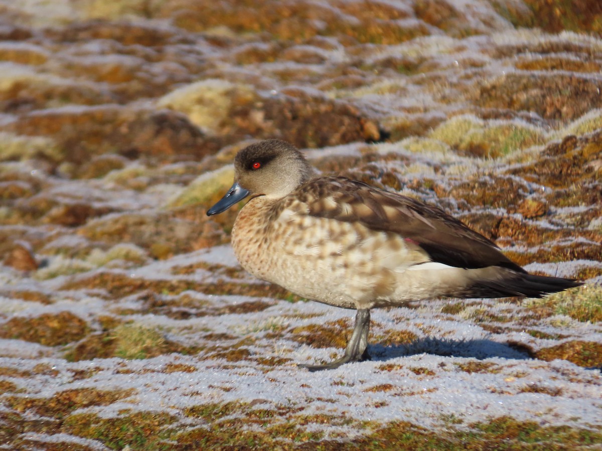 Crested Duck - ML620370878