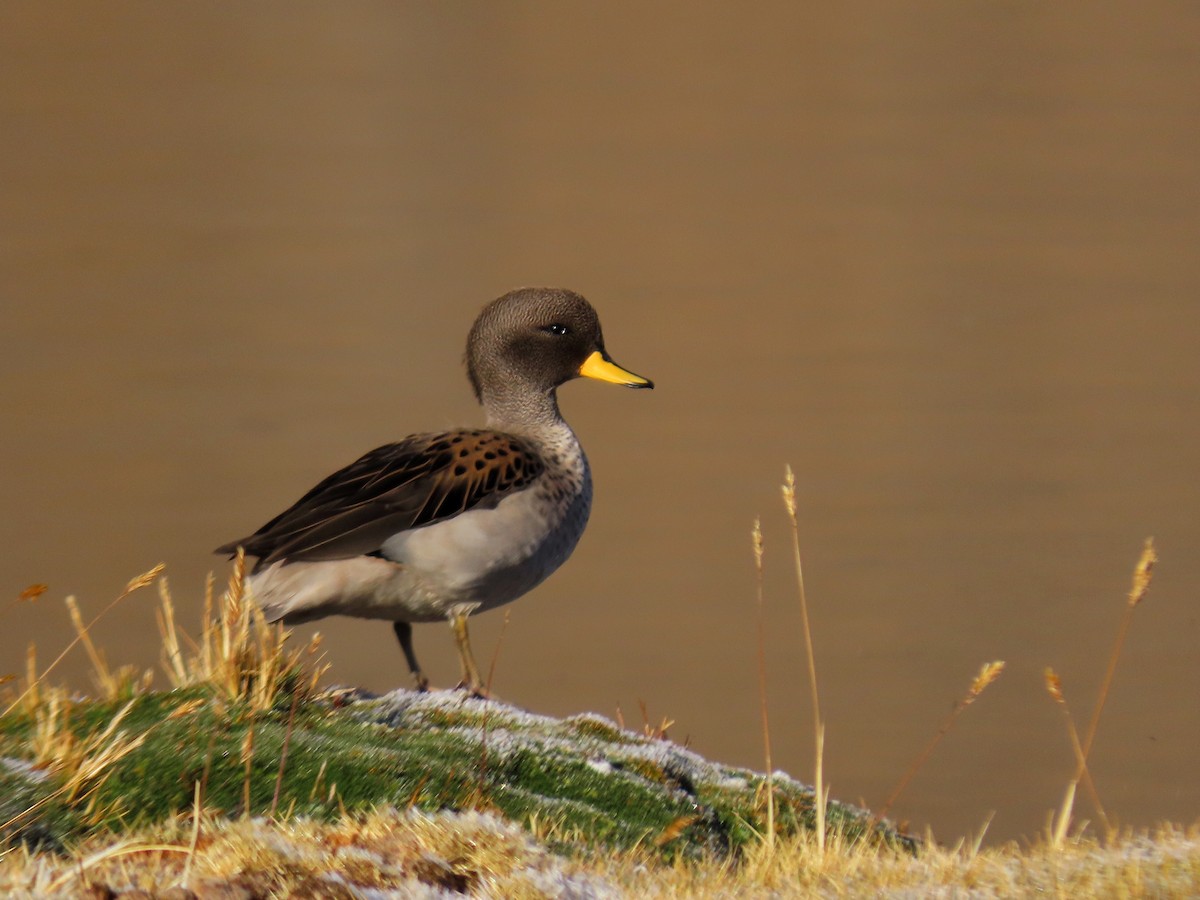 Yellow-billed Teal - Pedro Alonso