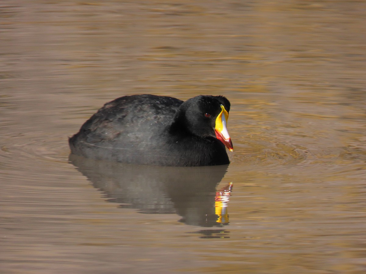 Giant Coot - ML620370882
