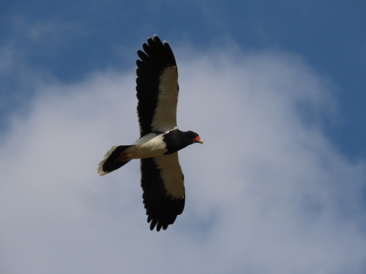 Mountain Caracara - ML620370909