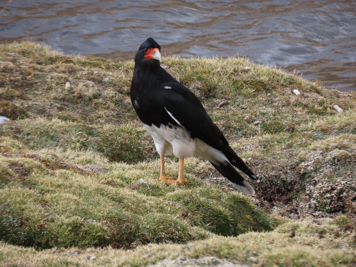 Caracara montagnard - ML620370910