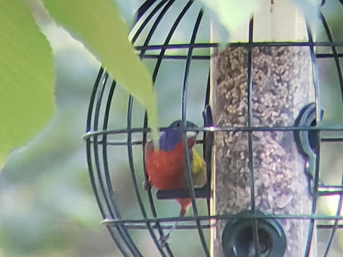 Painted Bunting - ML620370925