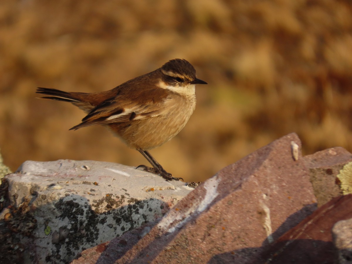 Cream-winged Cinclodes - ML620370926