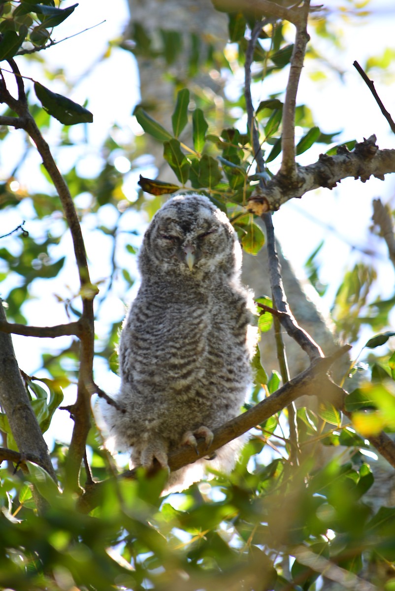 Tawny Owl - ML620370957