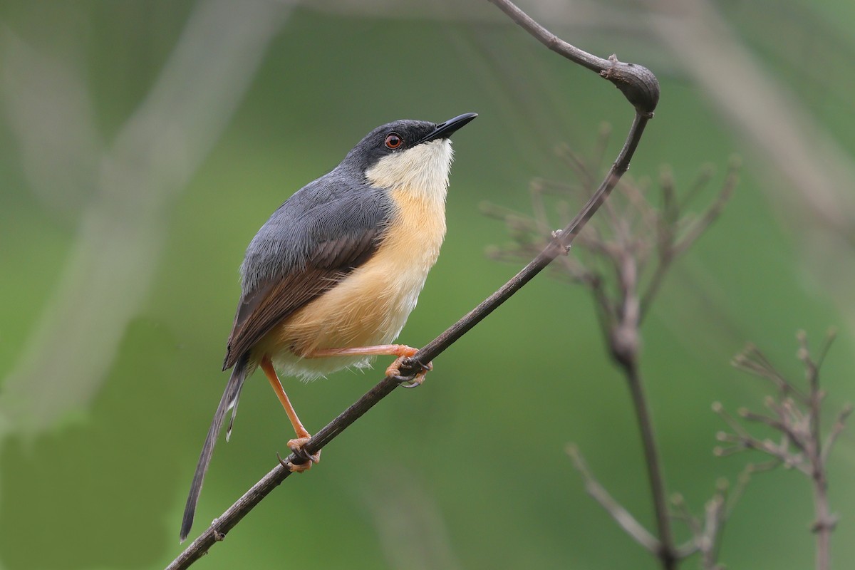 Prinia Cenicienta - ML620370982