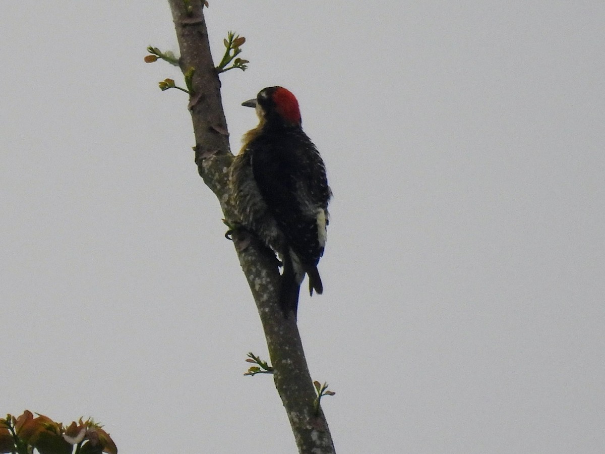 Black-cheeked Woodpecker - ML620370991