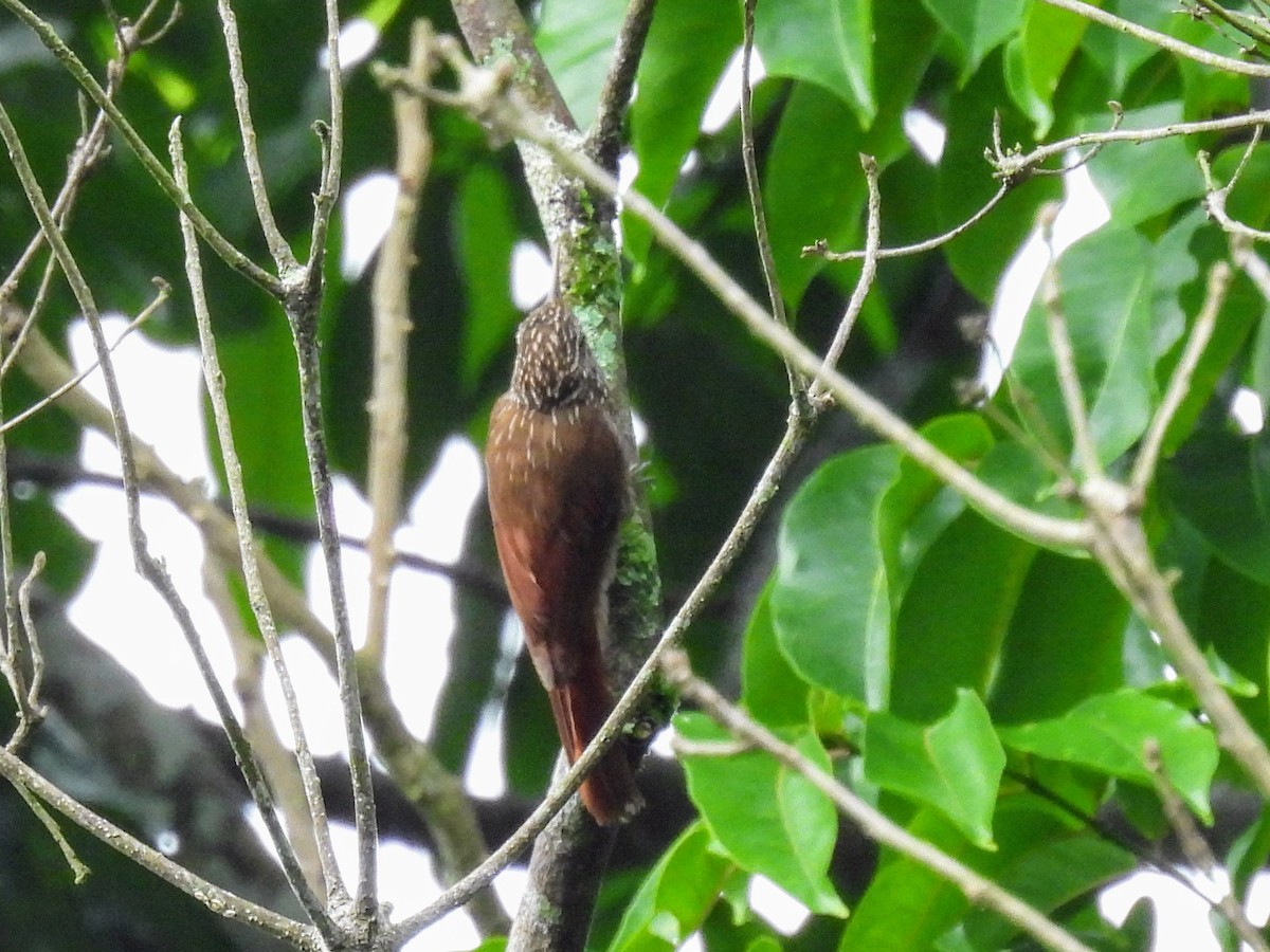 Streak-headed Woodcreeper - ML620370999