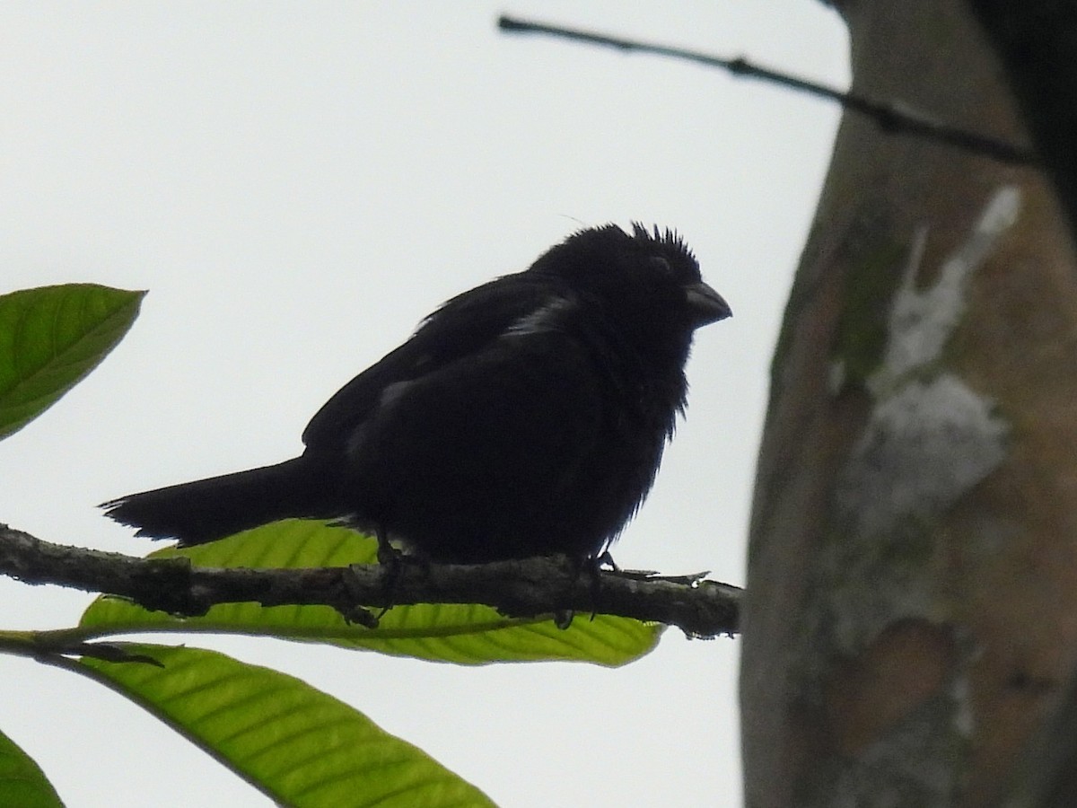 Variable Seedeater - ML620371056
