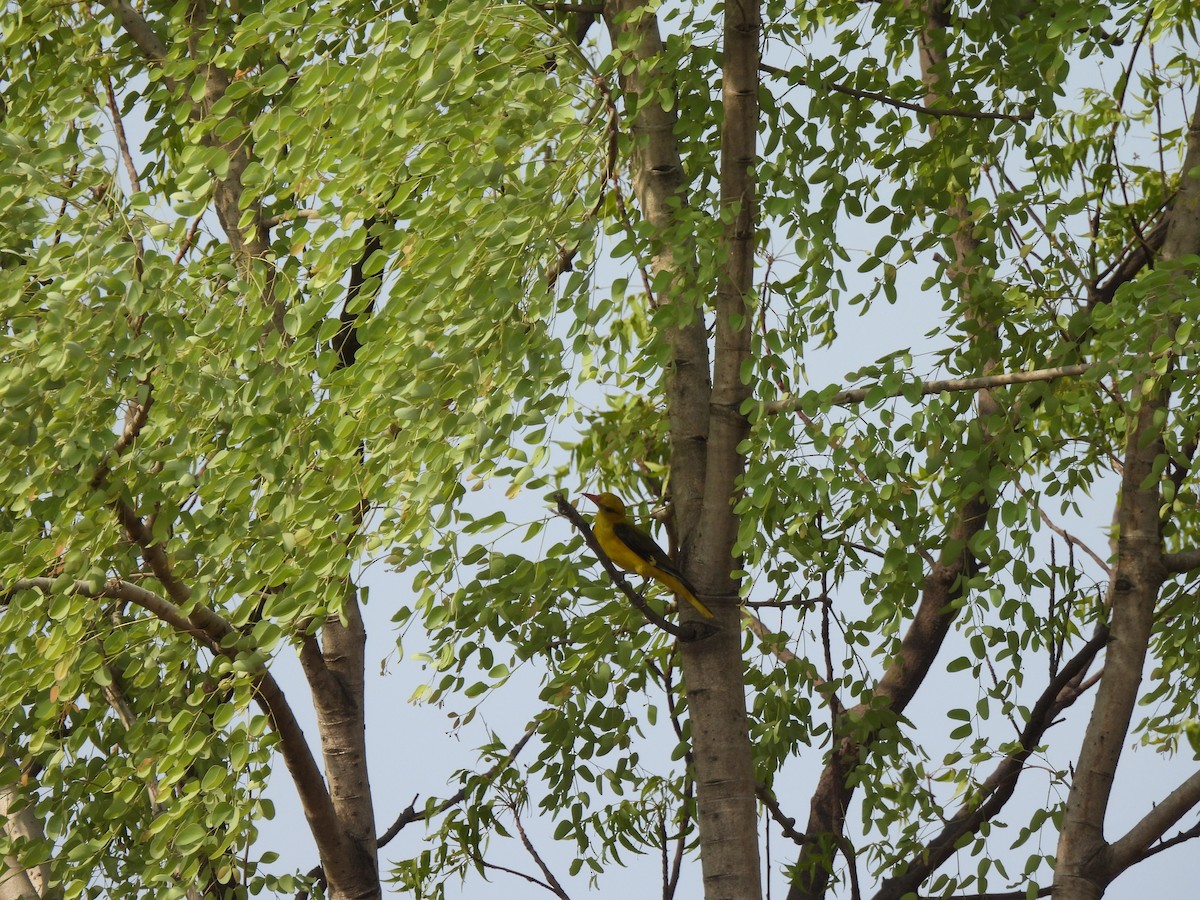 Indian Golden Oriole - ML620371067
