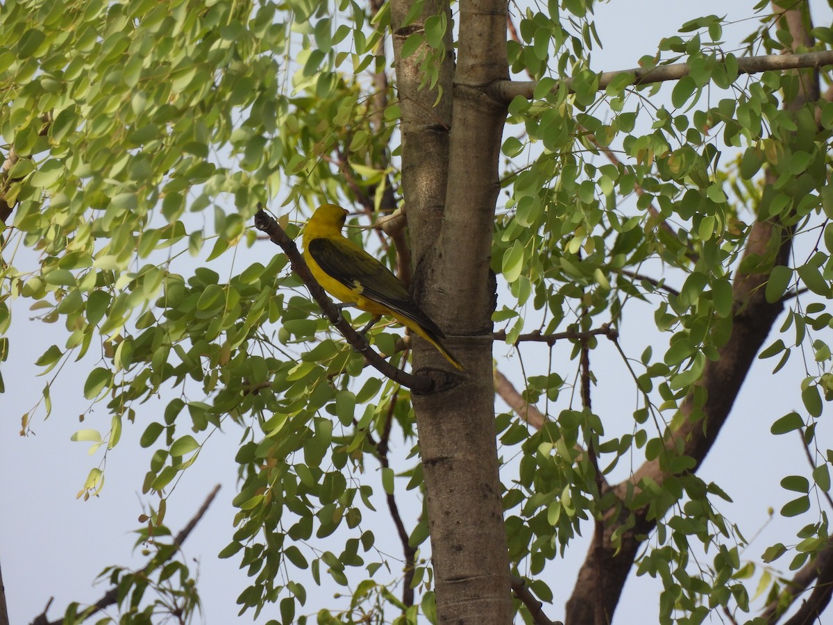 Indian Golden Oriole - ML620371068