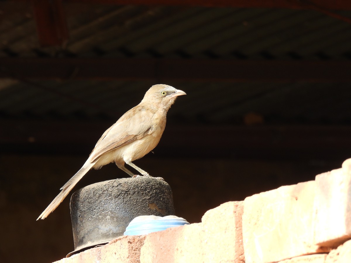 Large Gray Babbler - ML620371084