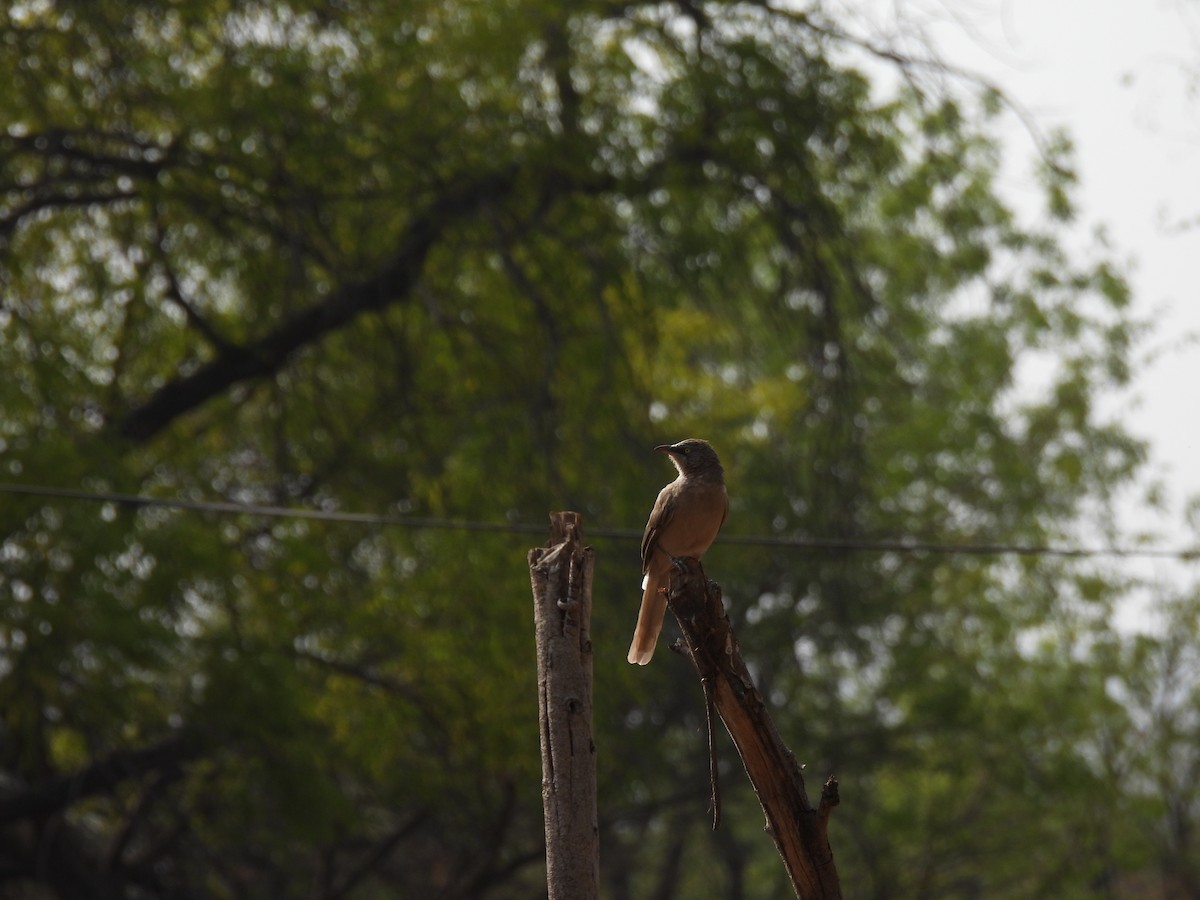 Large Gray Babbler - ML620371086