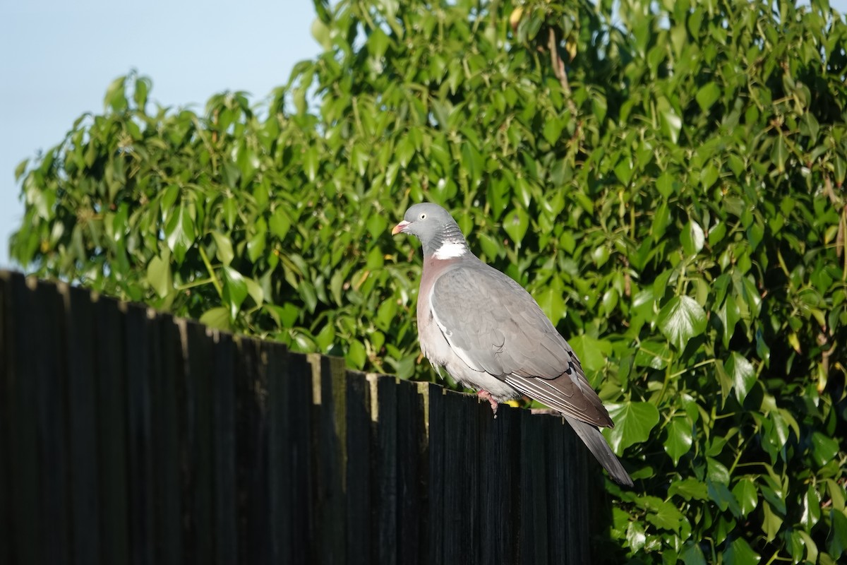 Common Wood-Pigeon - ML620371114