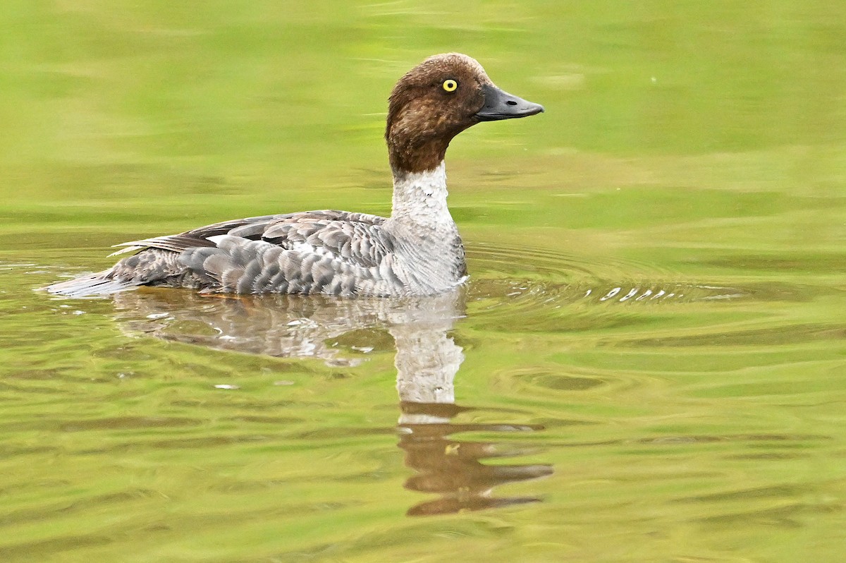 Common Goldeneye - ML620371122