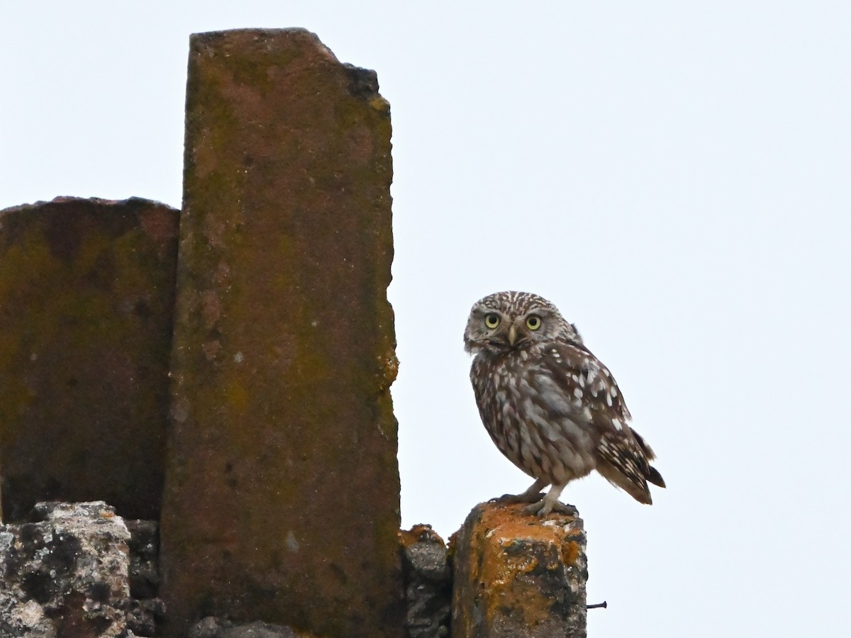 Little Owl - ML620371126