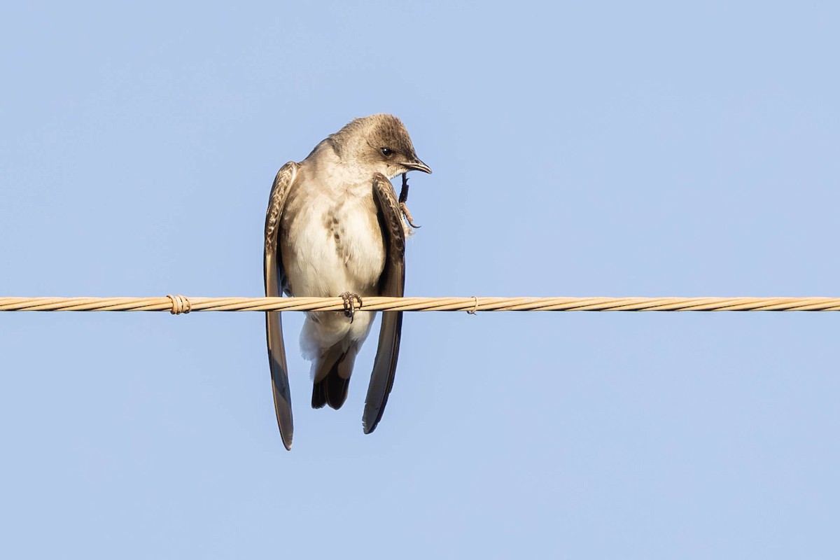 Golondrina Parda - ML620371133