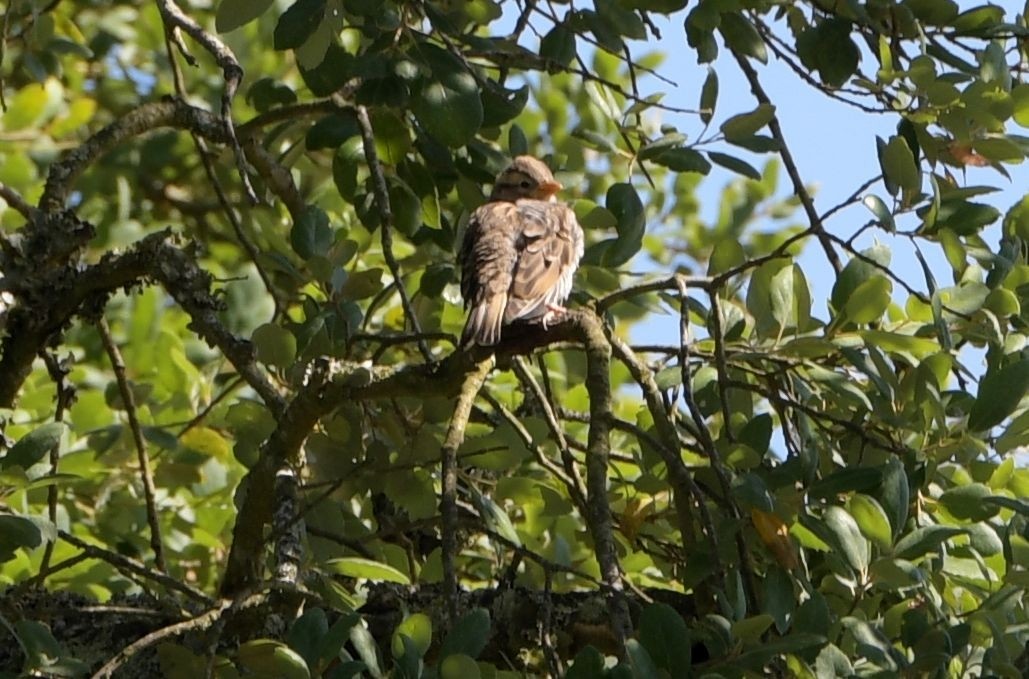 Rock Sparrow - ML620371137