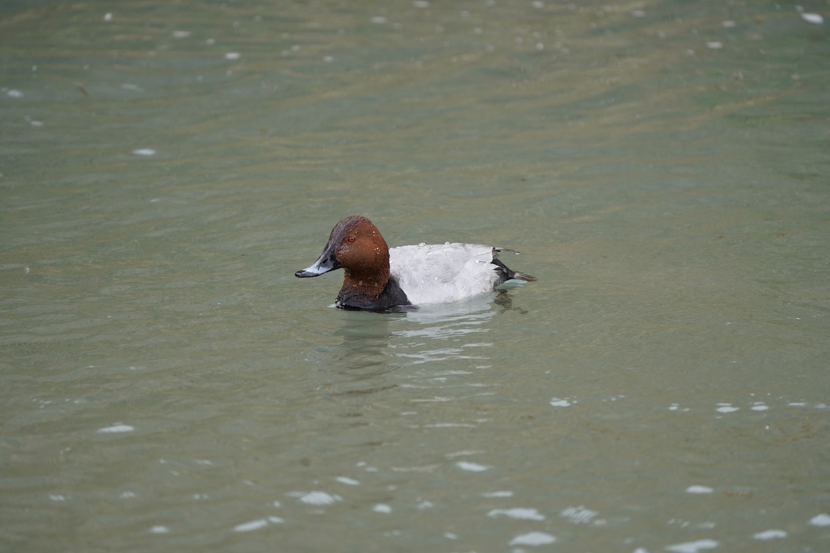 Common Pochard - ML620371150