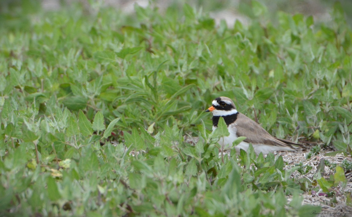 Common Ringed Plover - ML620371165