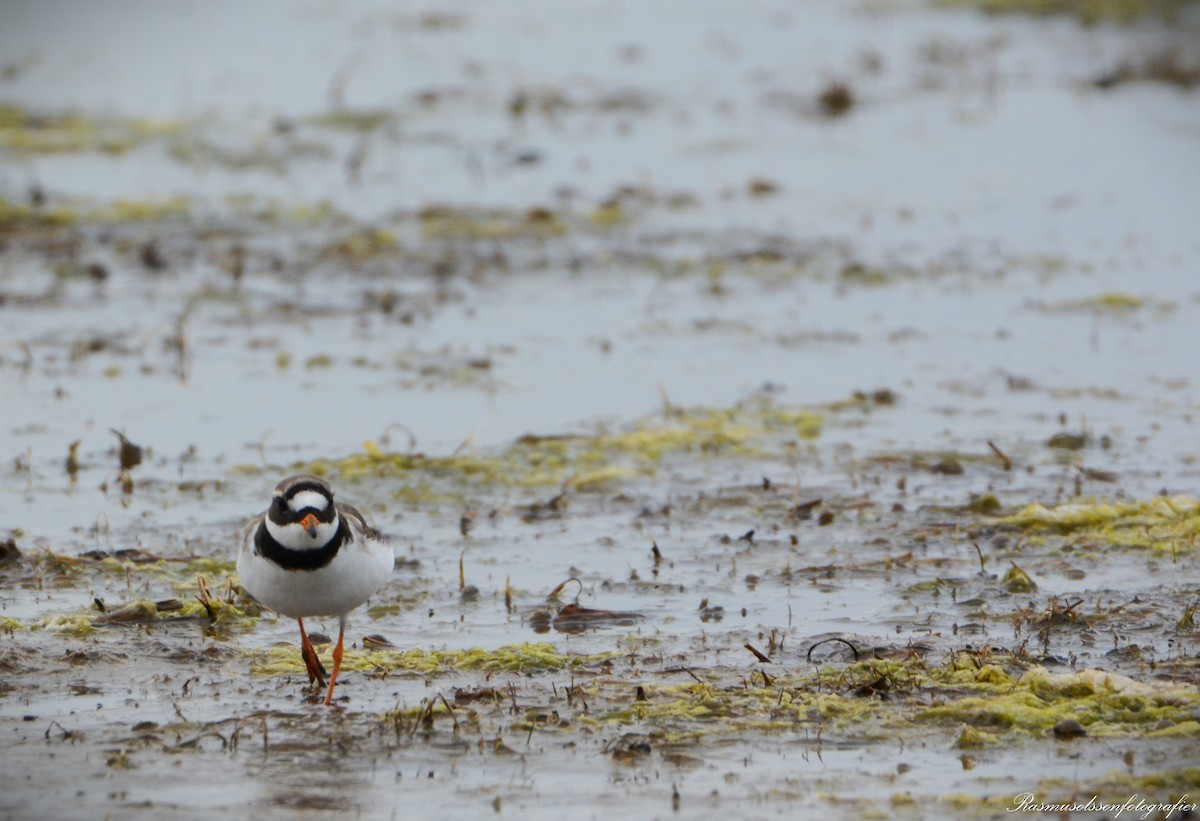 Common Ringed Plover - ML620371167