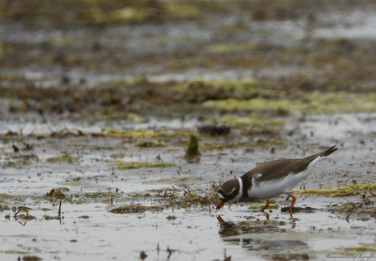 Common Ringed Plover - ML620371168