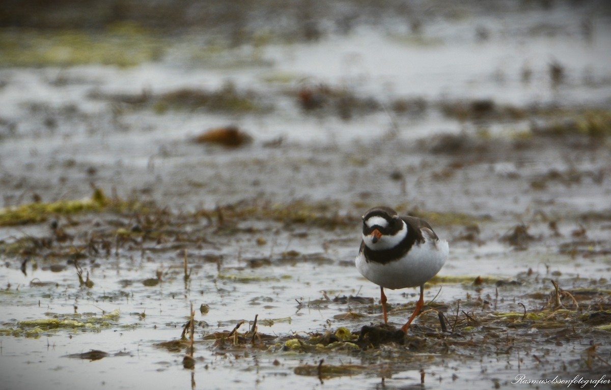 Common Ringed Plover - ML620371172