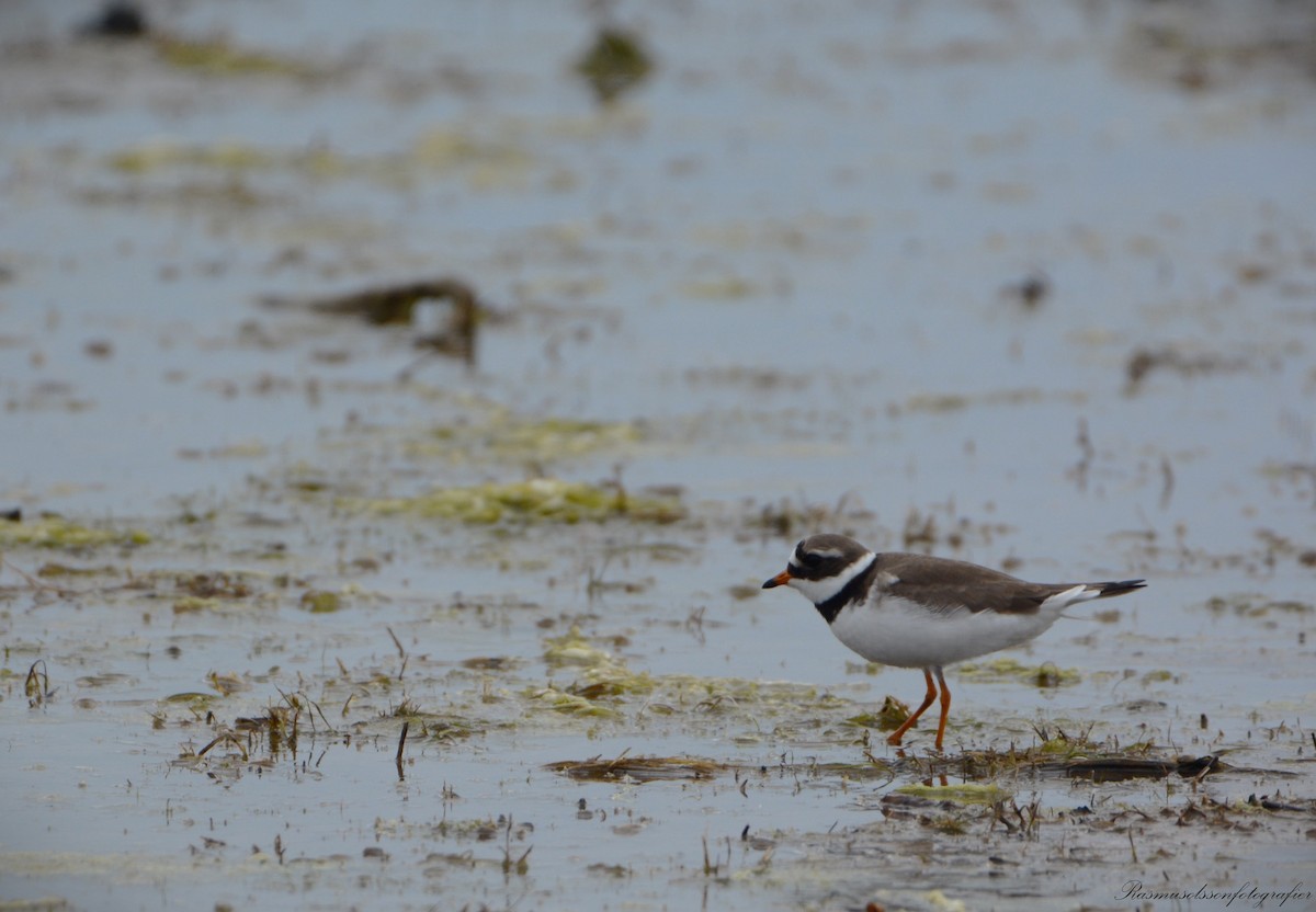 Common Ringed Plover - ML620371173