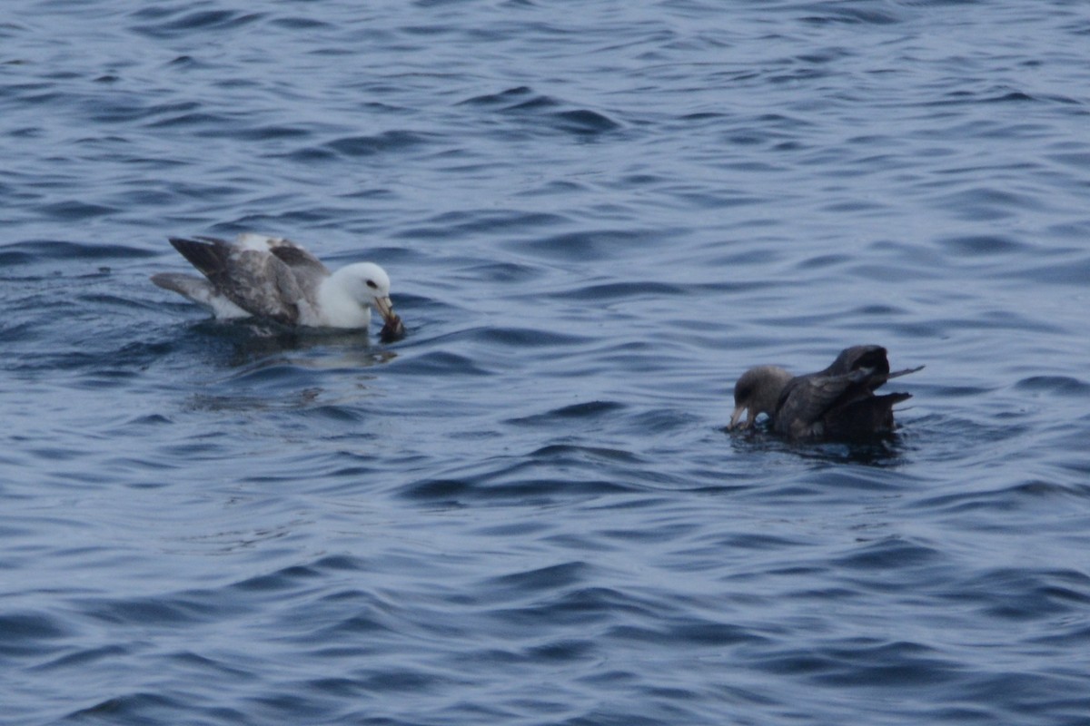 Fulmar Boreal - ML620371180