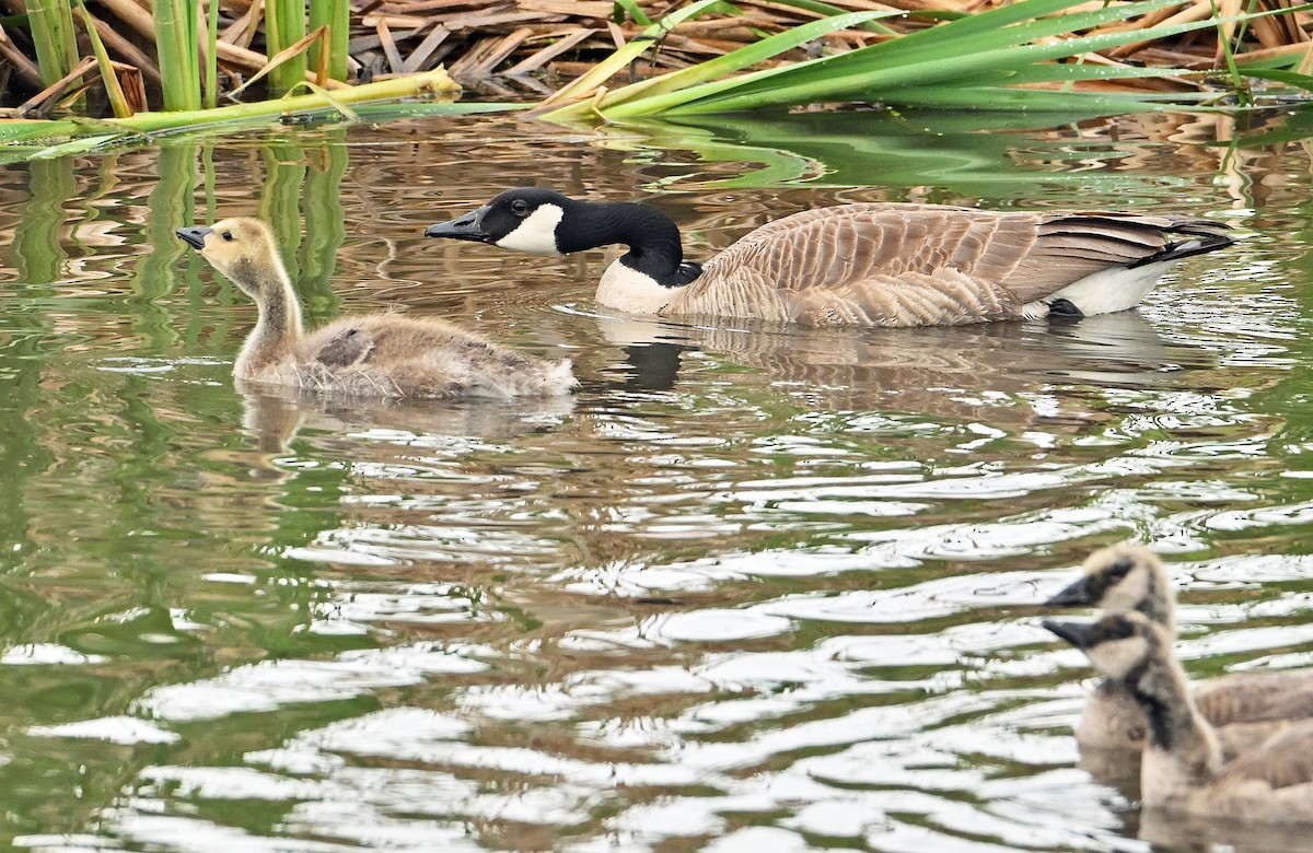 Canada Goose - Wayne Oakes