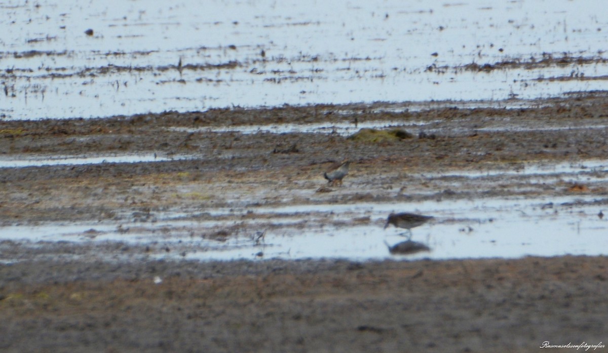 Broad-billed Sandpiper - ML620371193