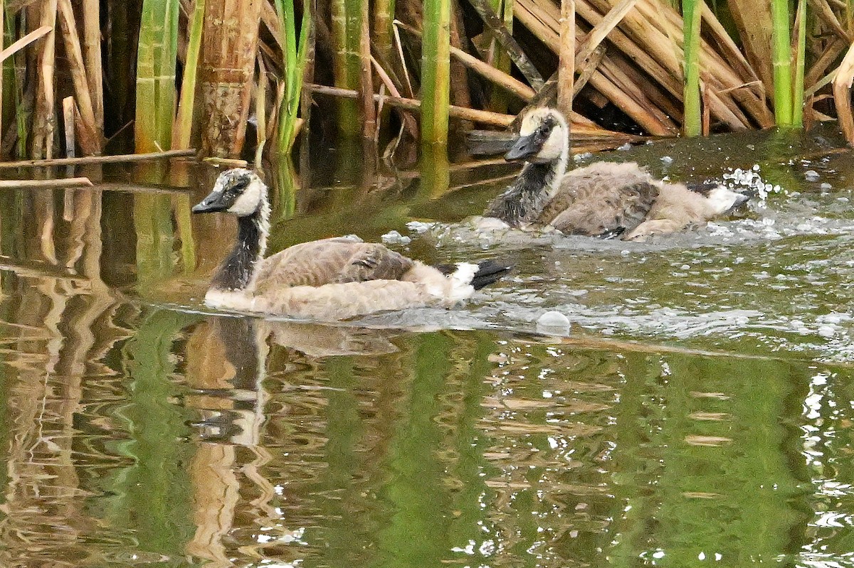 Canada Goose - ML620371206