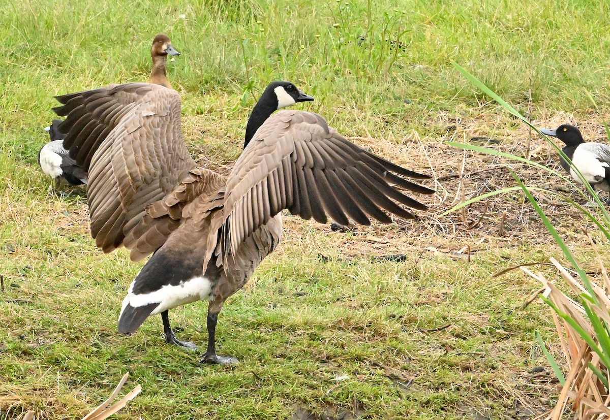 Canada Goose - ML620371208