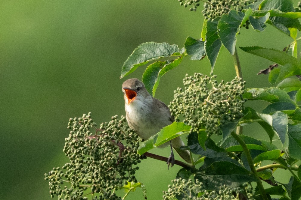 Oriental Reed Warbler - MASATO TAKAHASHI