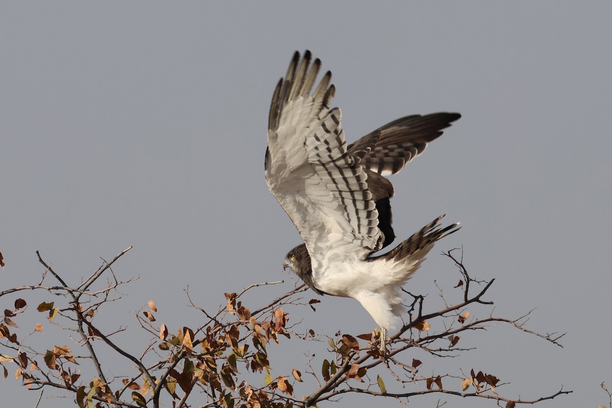 Schwarzbrust-Schlangenadler - ML620371270