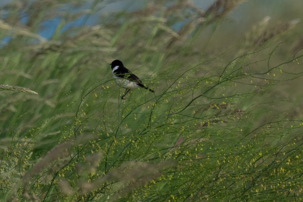 Amur Stonechat - ML620371273