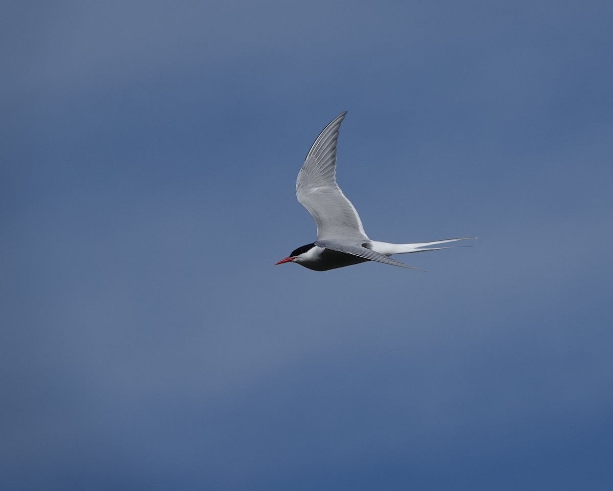Arctic Tern - ML620371300