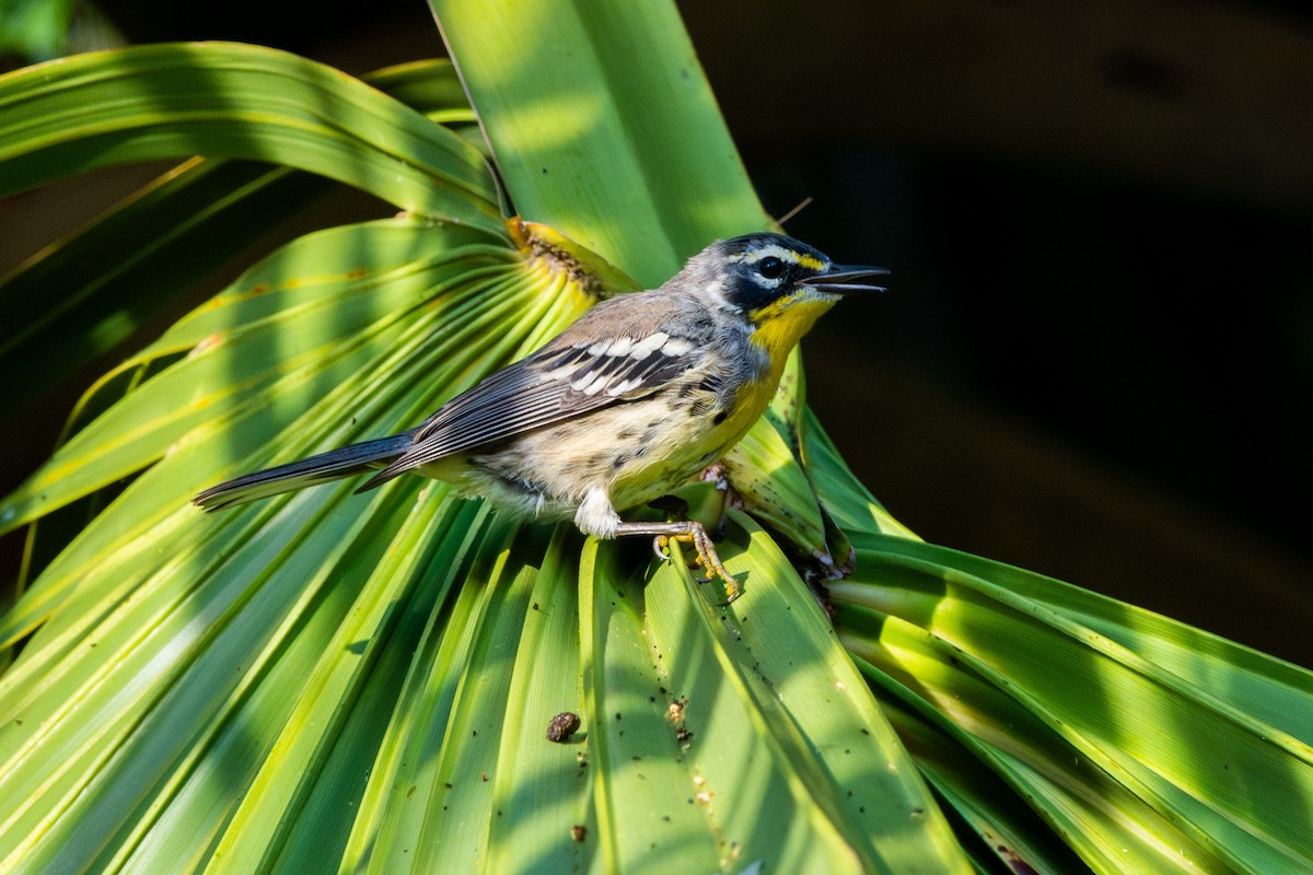 Yellow-throated Warbler - ML620371303